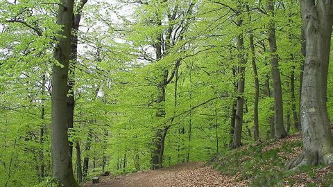 © Wikipédia